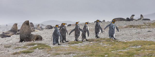 044 Zuid-Georgie, Fortuna Bay, koningspinguins.jpg